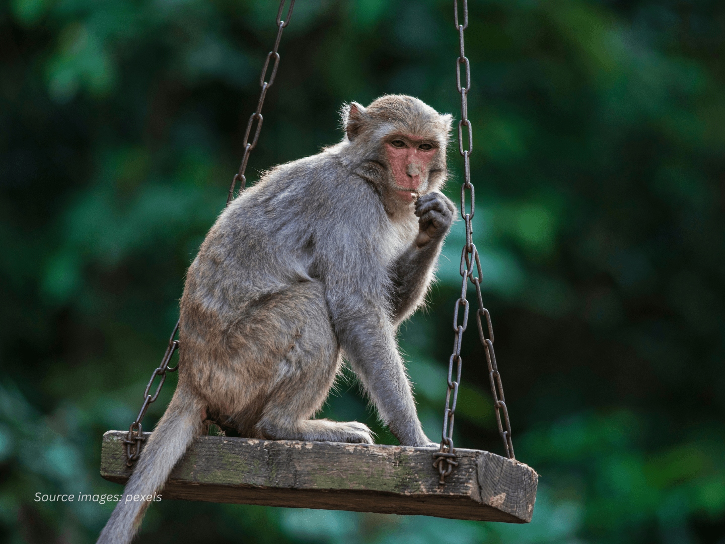 animals that may carry the rabies virus